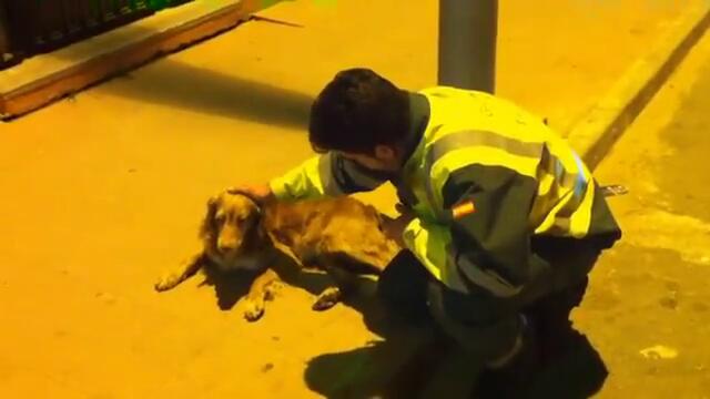 Едно добро дело ! Човек спасява бездомно куче, нуждаещо се от помощ !