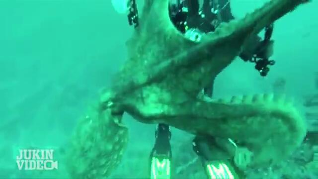Огромен октопод атакува подводна камера