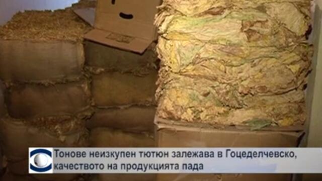 Тонове тютюн все още залежава в Гоцеделчевско, качеството на продукцията пада с всеки изминал ден