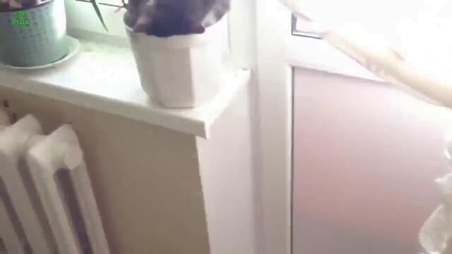 Спешни котки спинкат в странни пози - Компилация