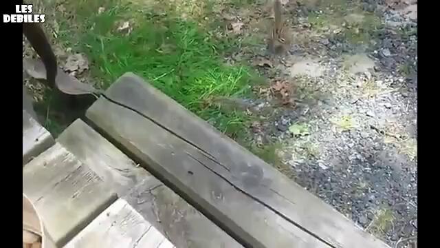 Една ефективна техника за да хванеш катерица