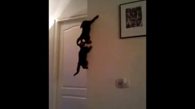 Котета маймуни