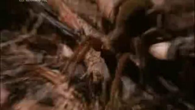 Най - Опасните Животни В Света - Част 1