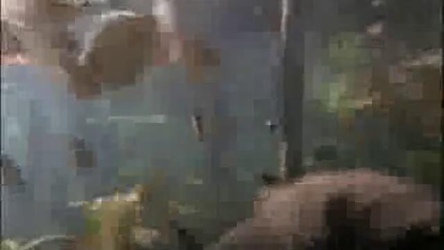 Най - Опасните Животни В Света - Част 3