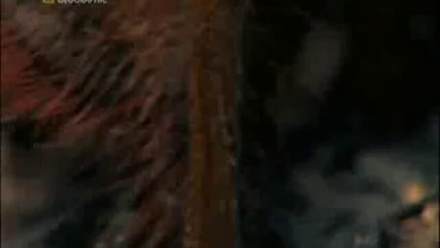 Най - Опасните Животни В Света - Част 4