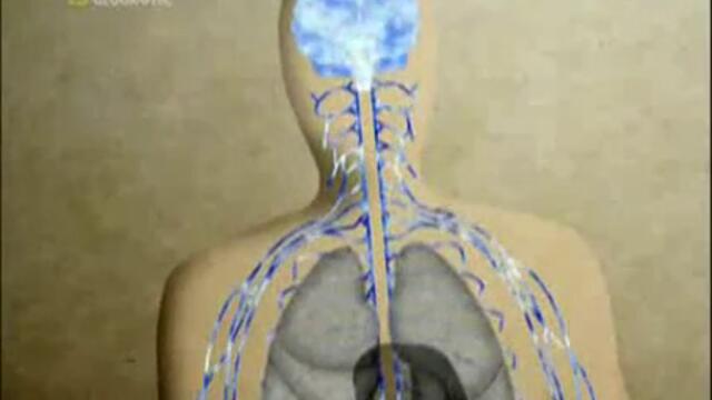 Най - Опасните Животни В Света - Част 5