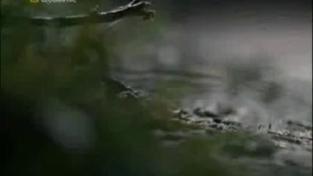 Най - Опасните Животни В Света - Част 6