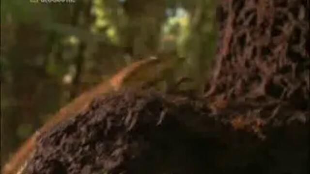 Най - Опасните Животни В Света - Част 10