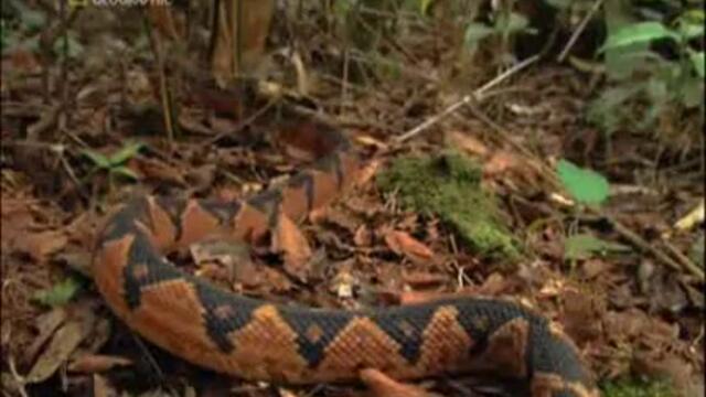 Най - Опасните Животни В Света - Част 11