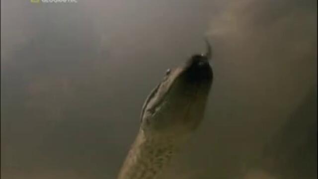 Най - Опасните Животни В Света - Част 13, Последна