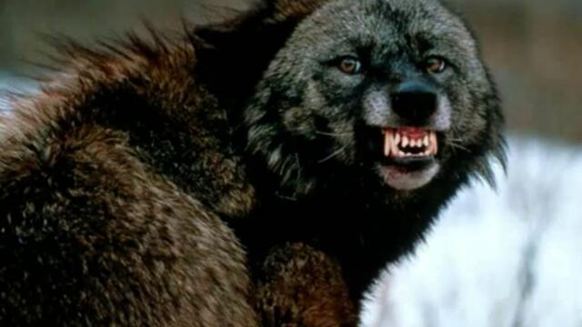 Топ 20 - Най - опасните животни на света