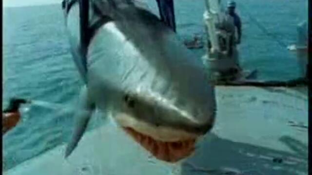 Руснак излиза от устата на акула ...