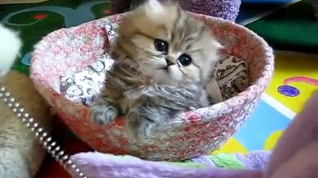 Супер сладко коте