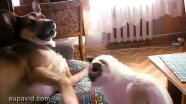 Коте влюбено в куче