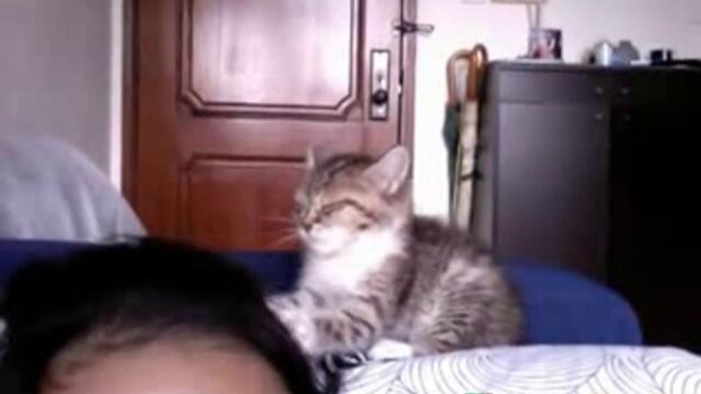 Коте масажист