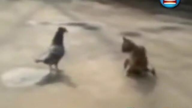 Най-забавната компилация