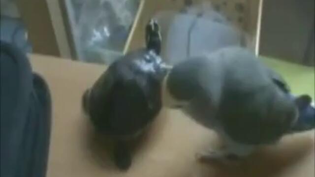 Папагал пребива костенурка (смях)