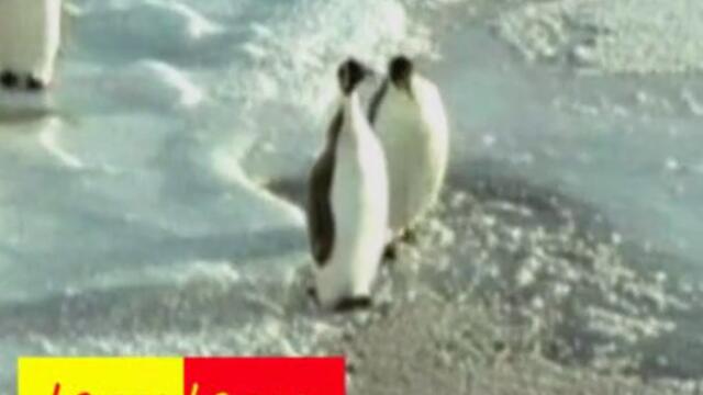 fun_pingvin