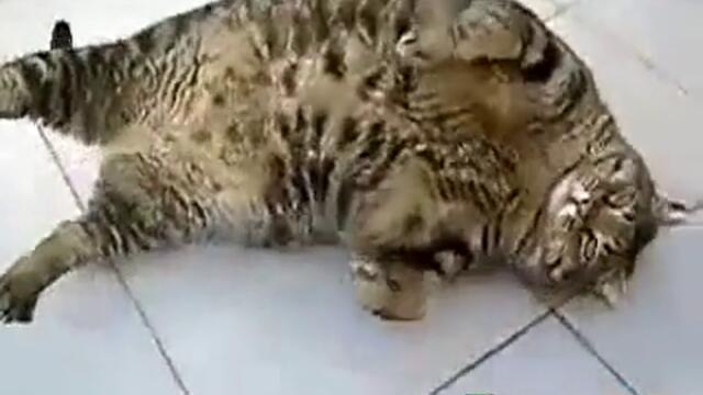 Най - дебелата котка на света