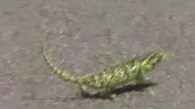 Този хамелеон сигурно го е учил 50 cent да танцува