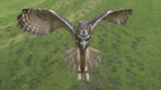 Сова на забавен каданс