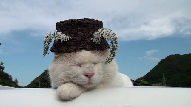 Котка има модна шапка