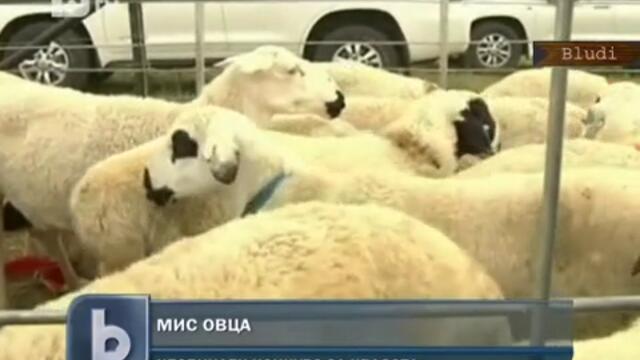Избраха Мис Овца