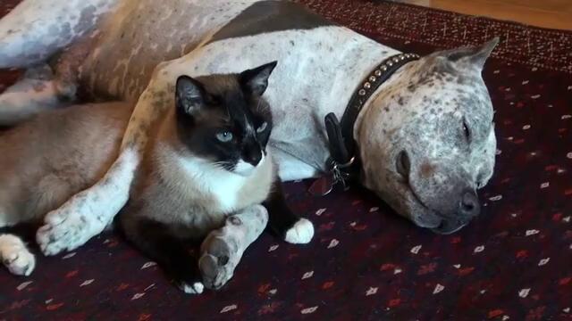 Питбул и котка са приятели!