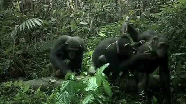 Chimpanzee Human-like behavior montage