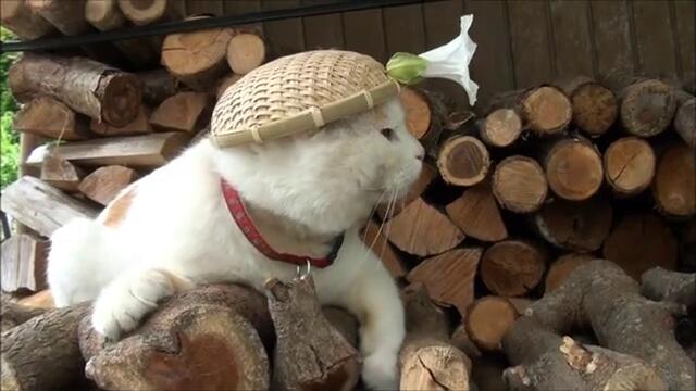 Котка с уникална шапка