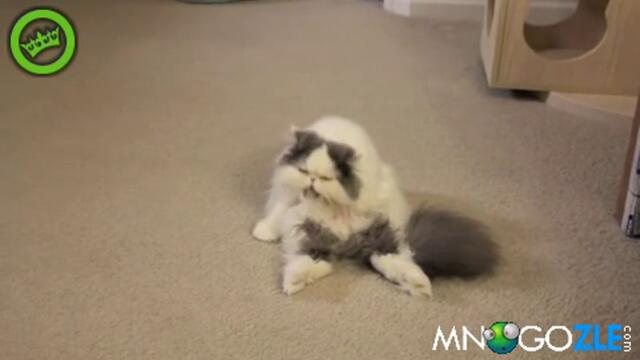 Котка непукист