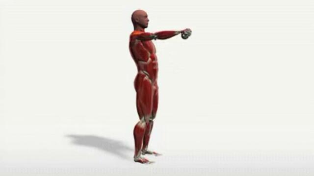 Exercise Videos- Single-arm Dumbbell Shoulder Flexion -- Standing