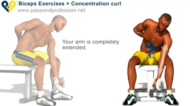 Concentration curl - Biceps Exercises