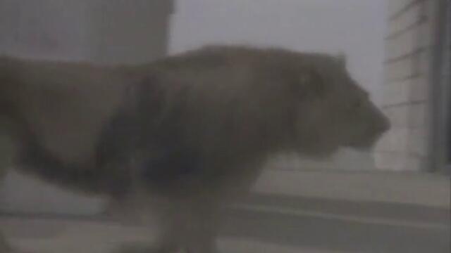 Madonna - Like A Virgin