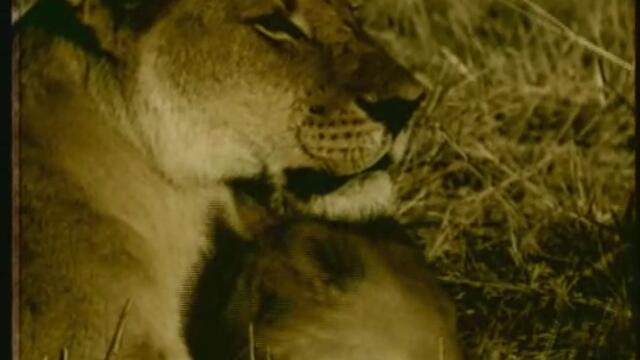 Sandra - Johnny Wanna Live