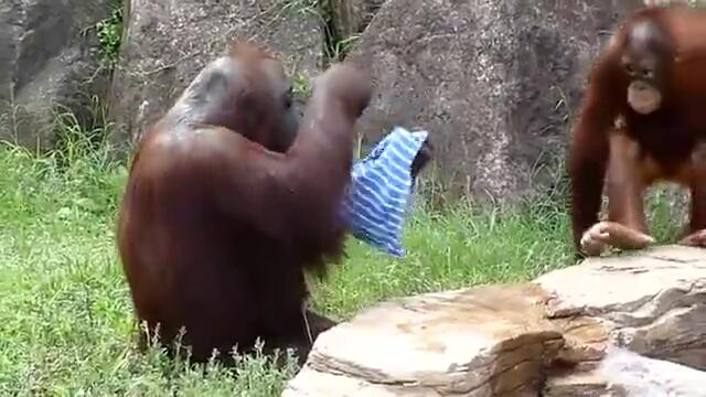 Маймуна се освежава в жегата