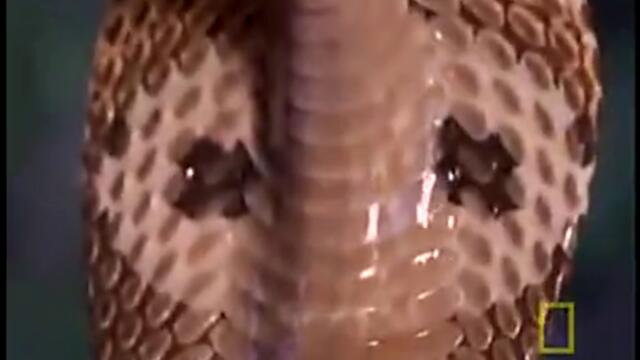 Cobra vs. Monitor !!!