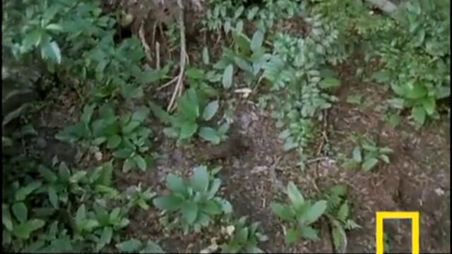 Eagle vs. Water Chevrotain