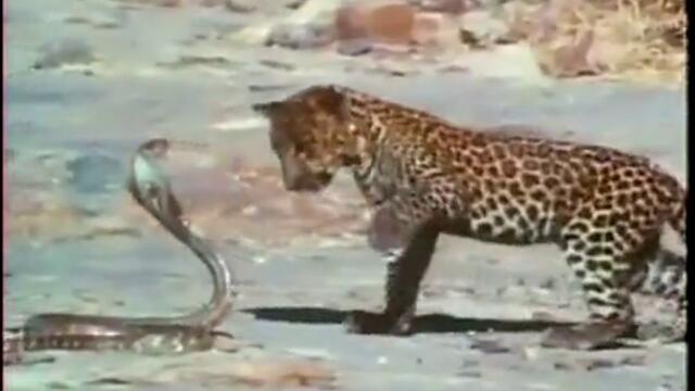 Леопард срещу Кобра !!!