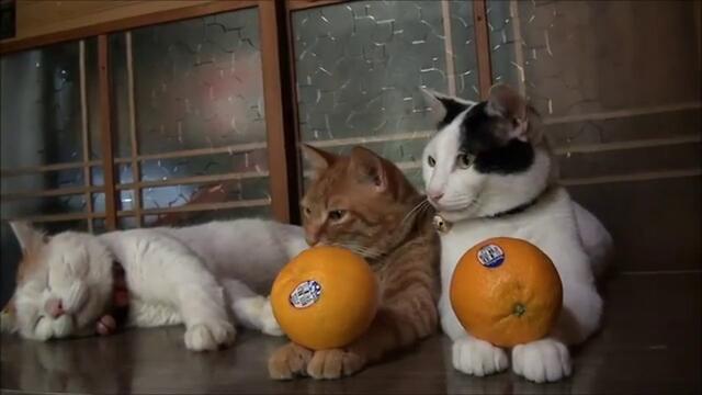 Котки обичат портокали