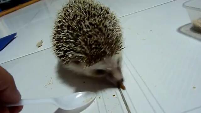 Да нахраним таралежчето..