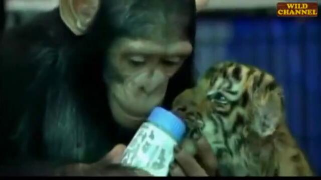 Маймунка храни малко тигърче