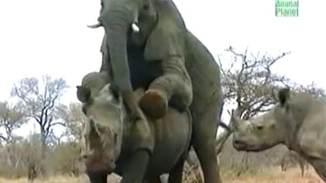 Слон прави секс с носорог