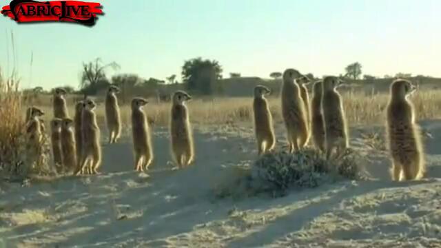 Алън Алън Алън Алън (супер смях)