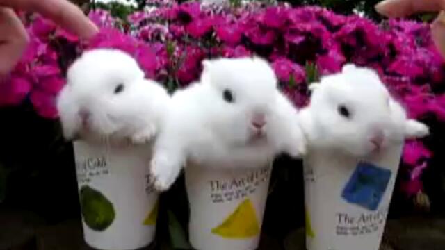 Сладки зайчета в чашки ..