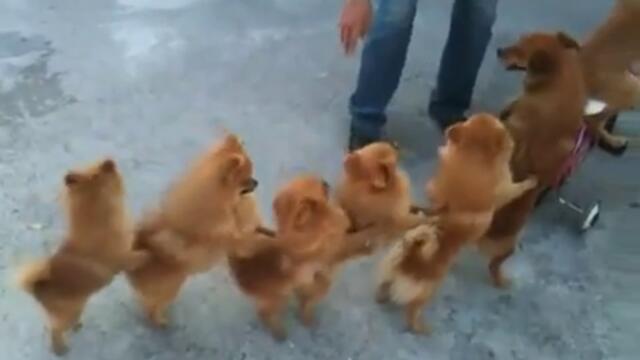 Тези кученца заслужават да се видят от всеки