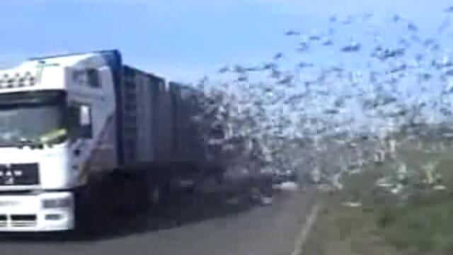 Свобода- Да спасим животните