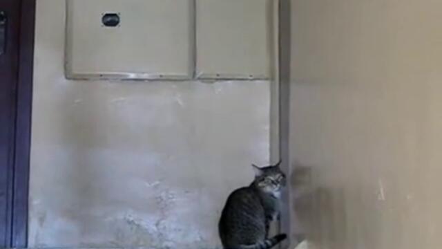 Коте си отваря само вратата