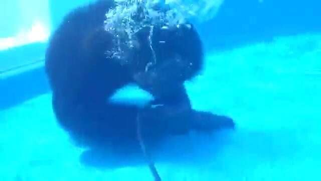 Най-косматият водолаз който се виждали