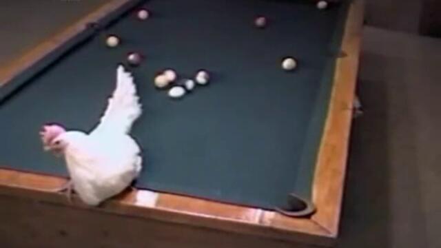 Кокоши билярд